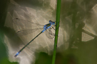 Lestes dryas